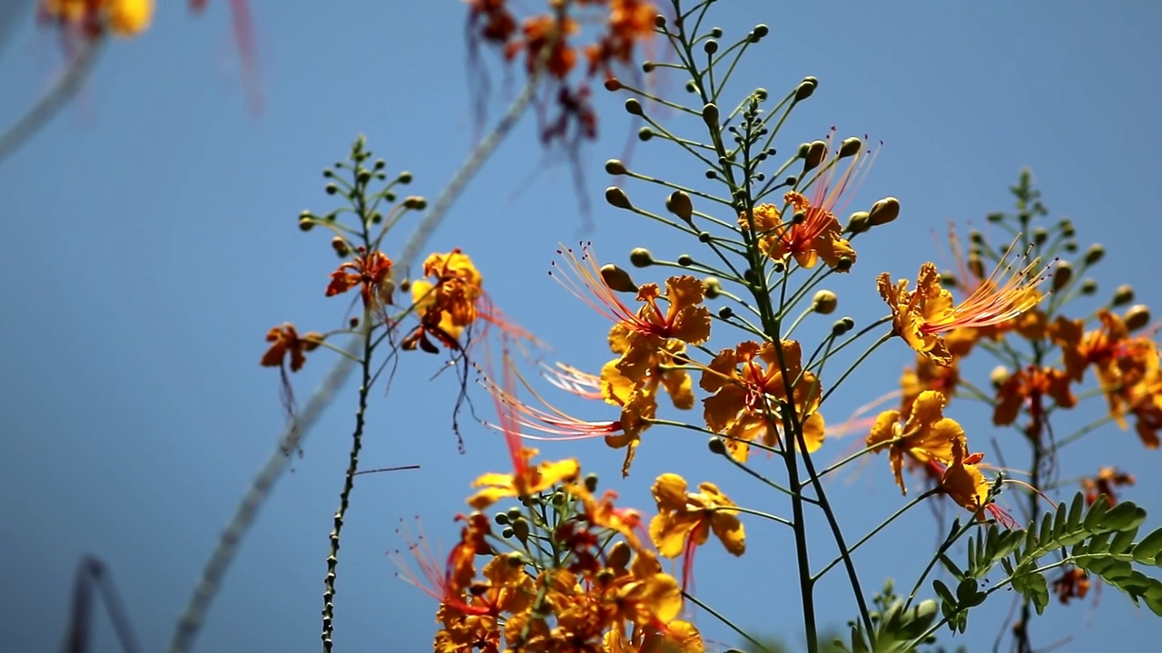 黄色孔雀花(Flam-boyant，火焰树，皇家Poinciana)在风中，自然背景视频素材