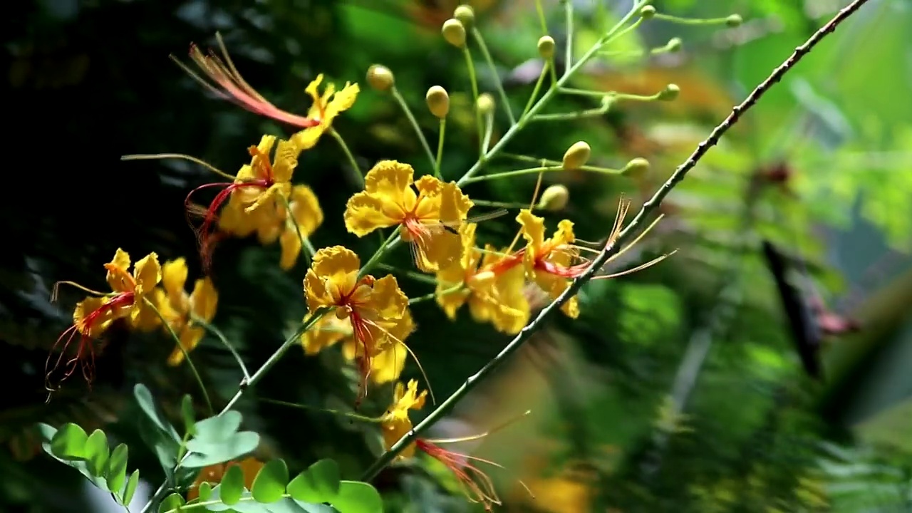 黄色孔雀花(Flam-boyant，火焰树，皇家Poinciana)在风中，自然背景视频素材