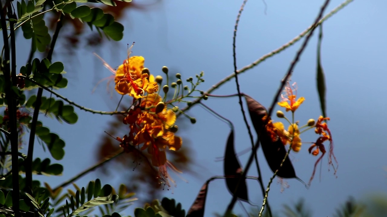 黄色孔雀花(Flam-boyant，火焰树，皇家Poinciana)在风中，自然背景视频素材