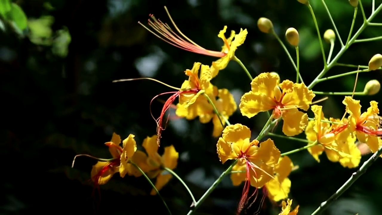 黄色孔雀花(Flam-boyant，火焰树，皇家Poinciana)在风中，自然背景视频素材