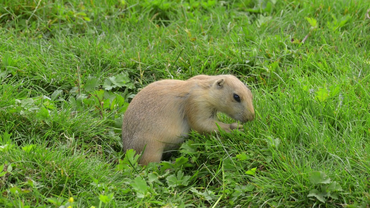 黑尾草原土拨鼠(Cynomys ludovicianus)，在草地上视频素材