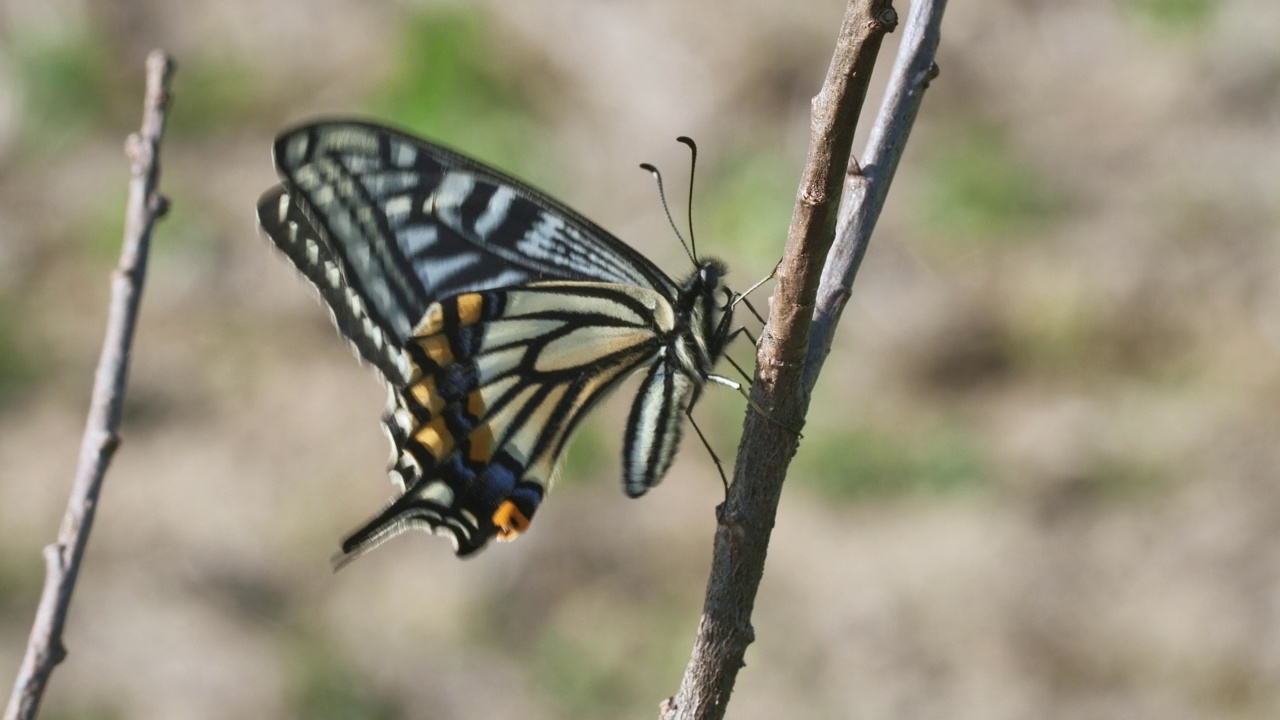 黄凤蝶(Papilio xuthus)在树枝上晾晒翅膀视频素材