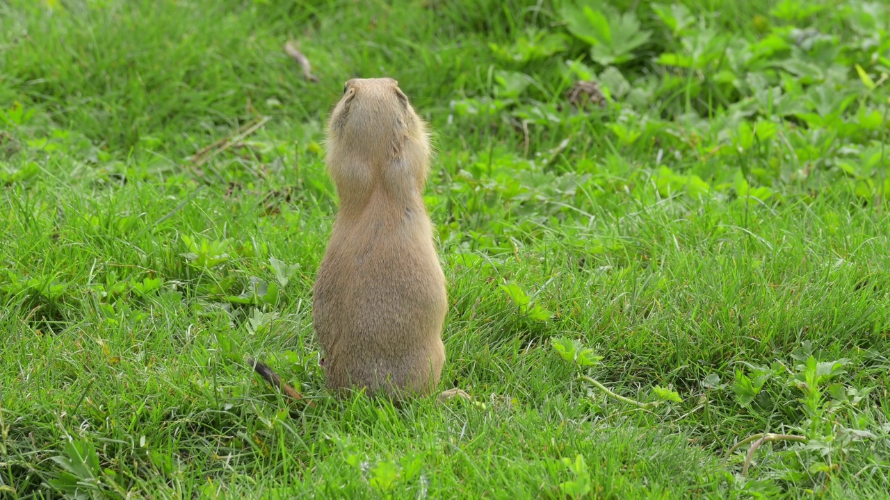 黑尾草原土拨鼠(Cynomys ludovicianus)，在草地上视频素材