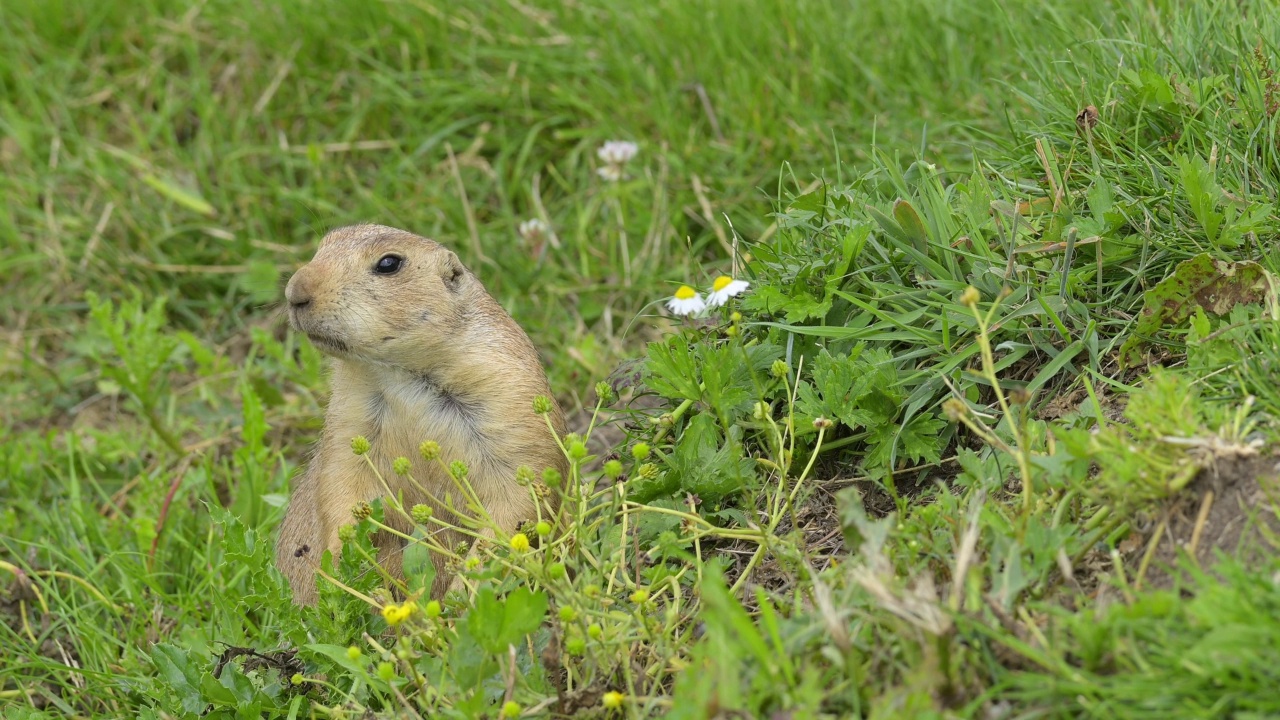 黑尾草原土拨鼠(Cynomys ludovicianus)，在草地上视频素材