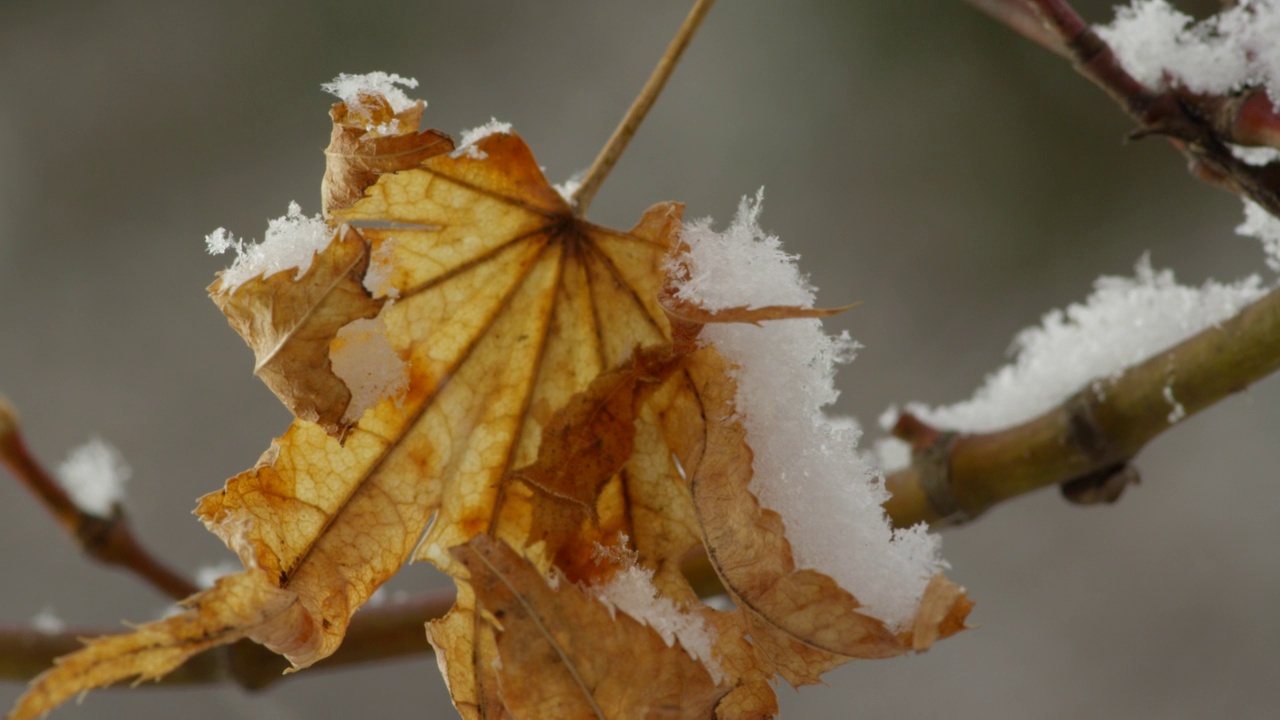 枫叶上的雪和水仙毛虫处于休眠状态视频素材