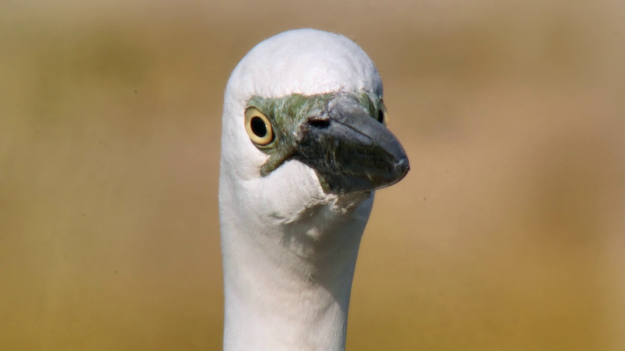 Ardea alba modesta(东方大白鹭)，直视前方视频素材