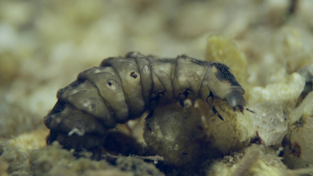 水草幼虫(Luciola lateralis)在水中爬行视频素材