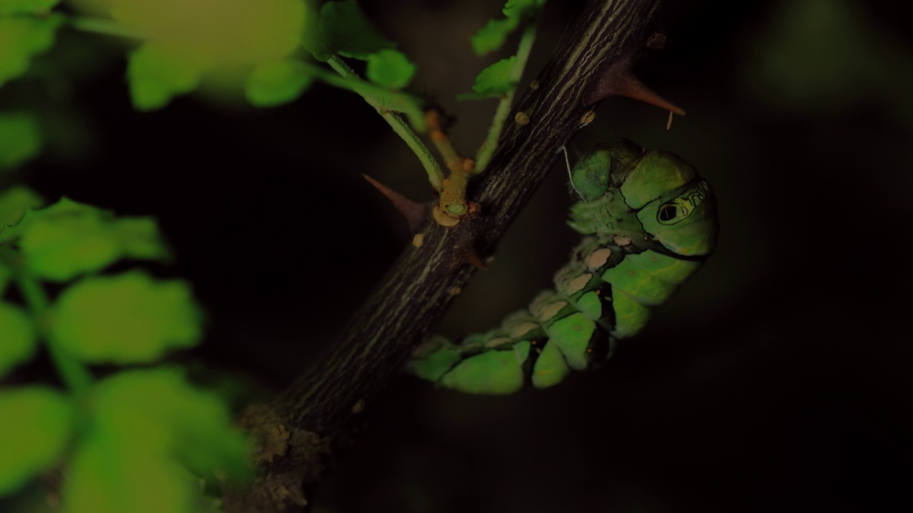 黄凤蝶(Papilio xuthus，黄燕尾蝶)的幼虫视频素材