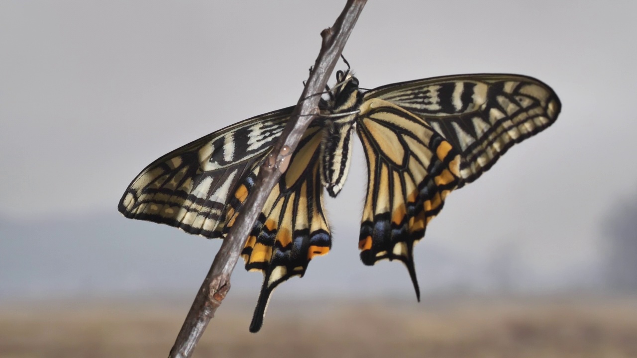 黄凤蝶(Papilio xuthus)展开翅膀，悬挂在树枝上视频素材