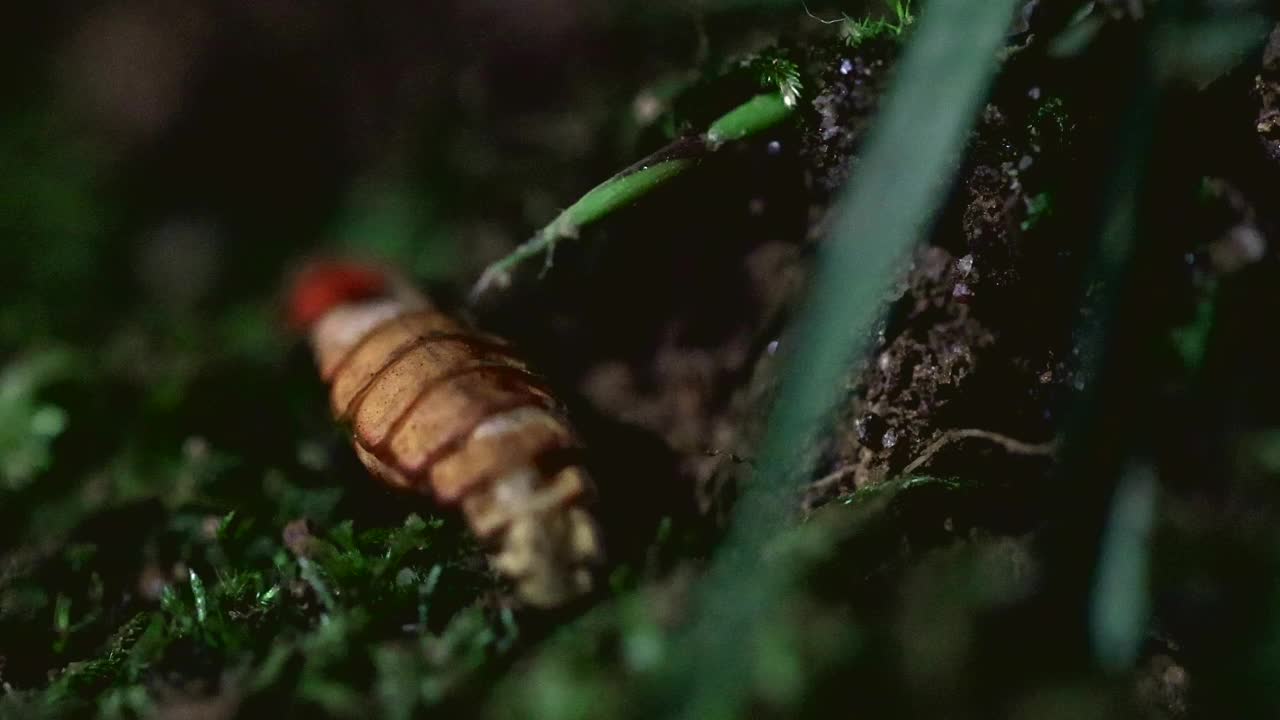 在苔藓上爬行的荔枝视频素材