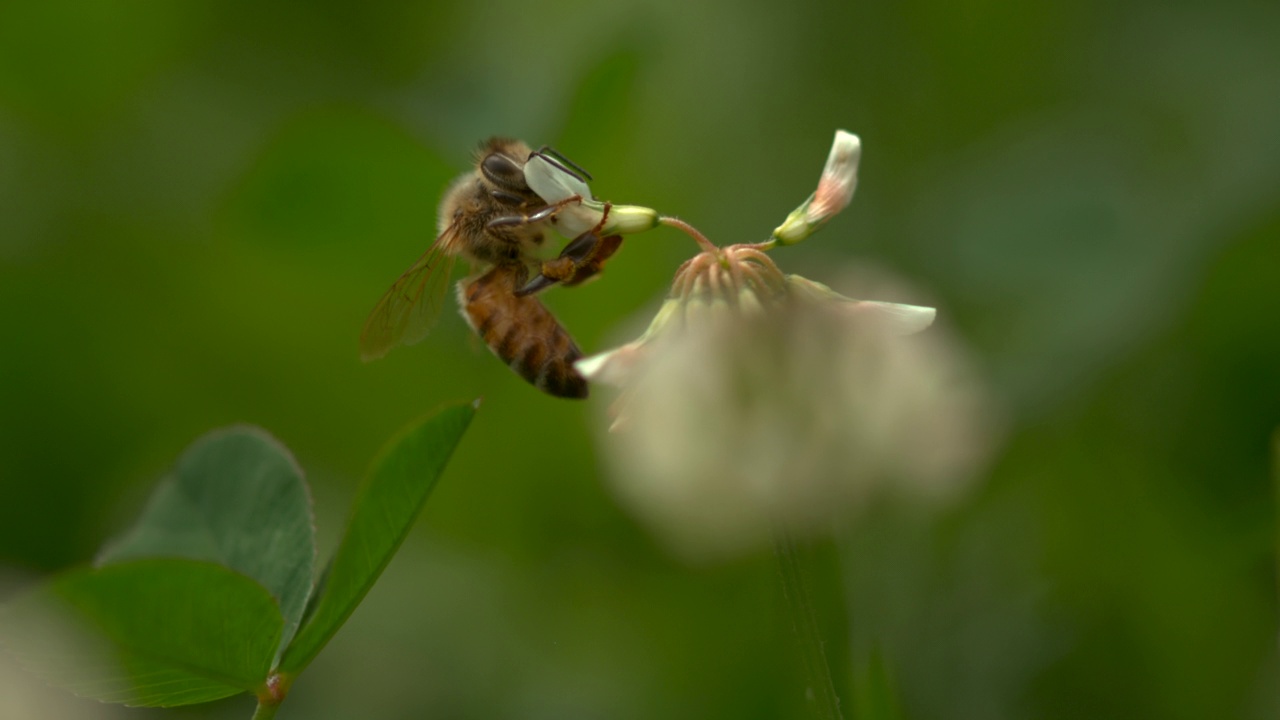 蜜蜂在三叶草花中采蜜视频素材