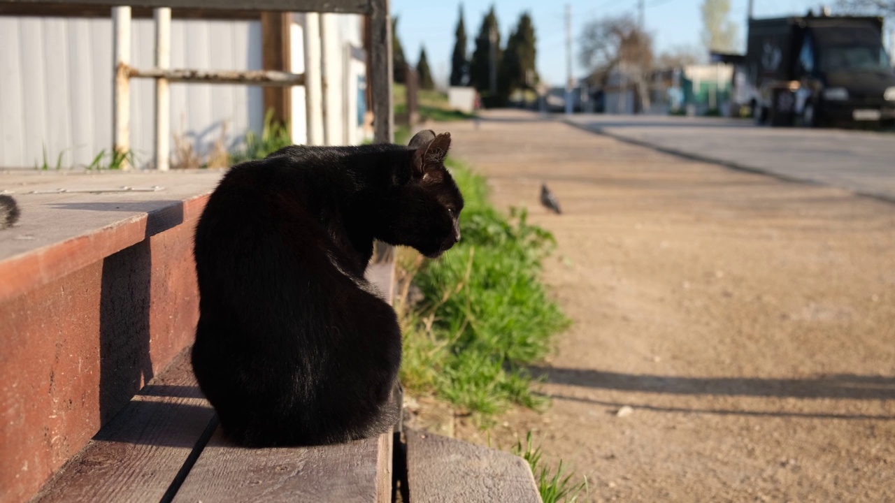 猫街的特写镜头视频素材