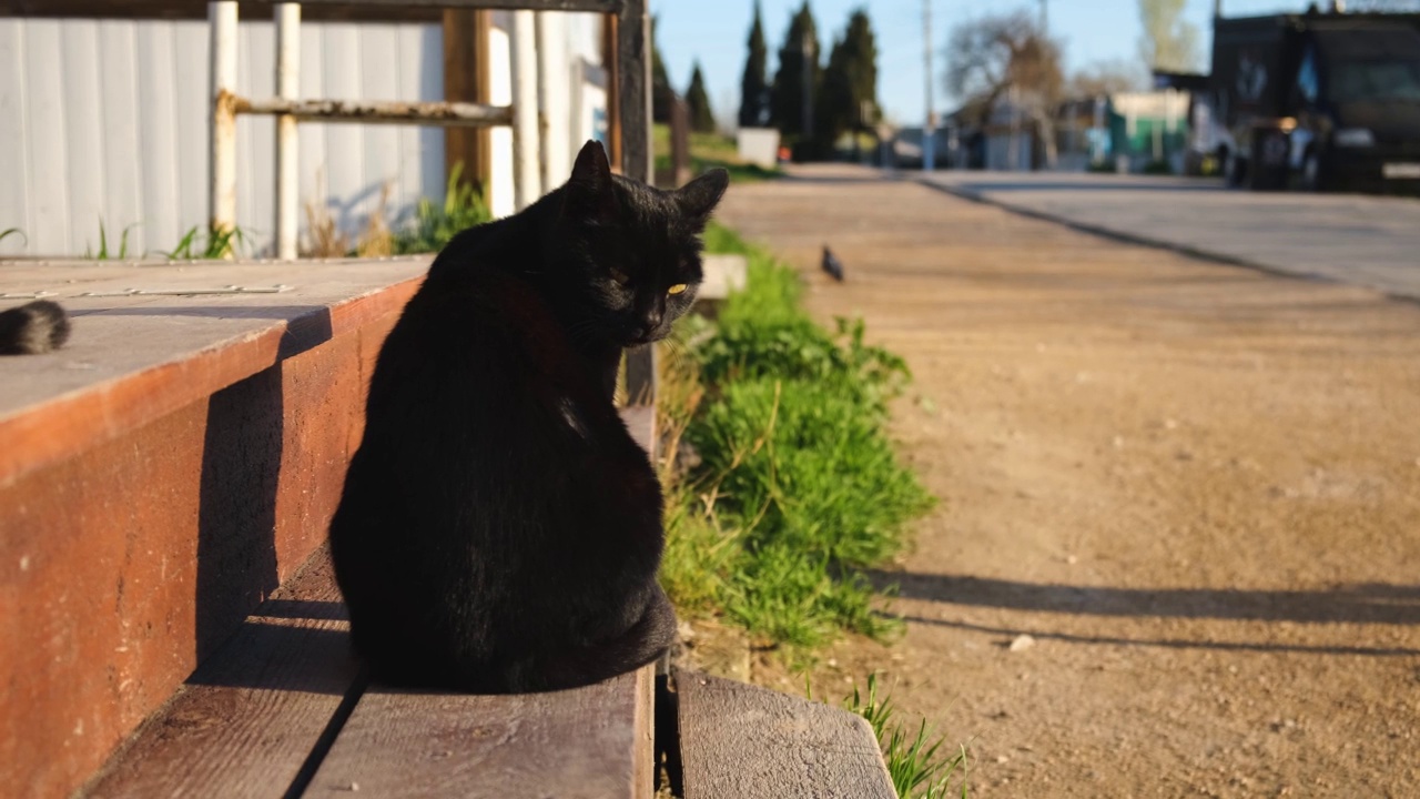 猫街的特写镜头。视频素材