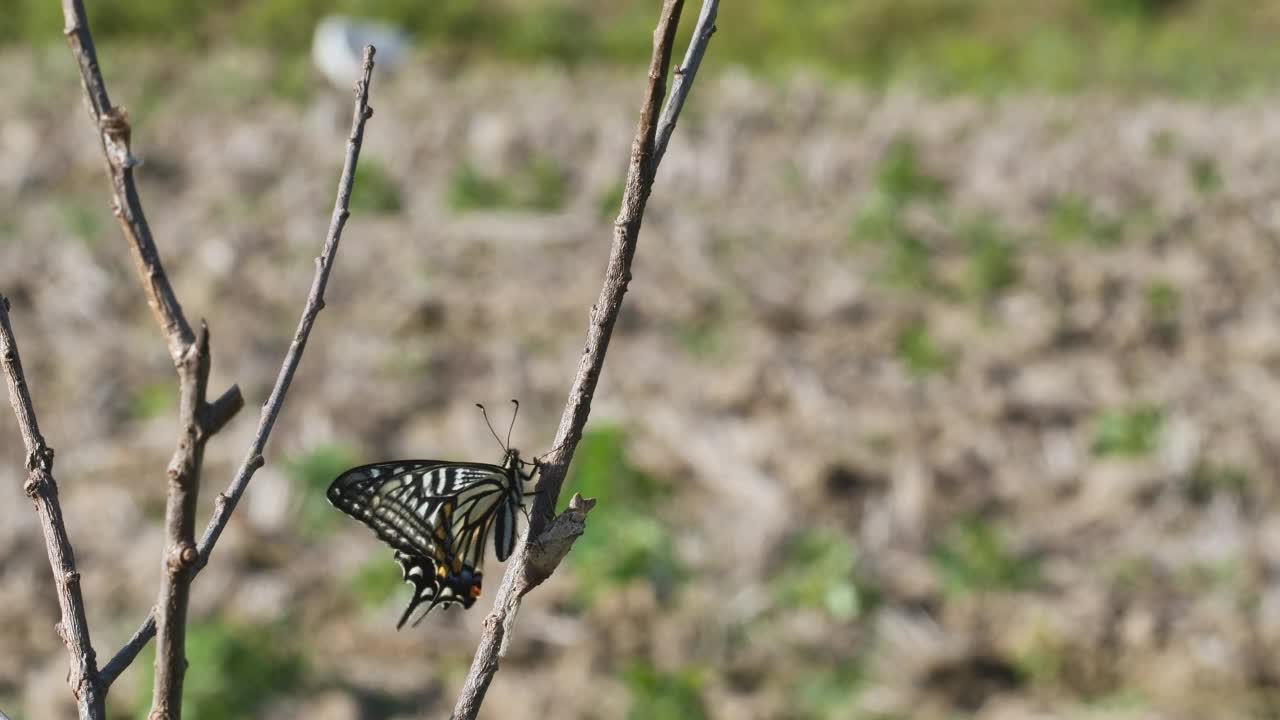 黄凤蝶(Papilio xuthus)在树枝上晾晒翅膀视频素材