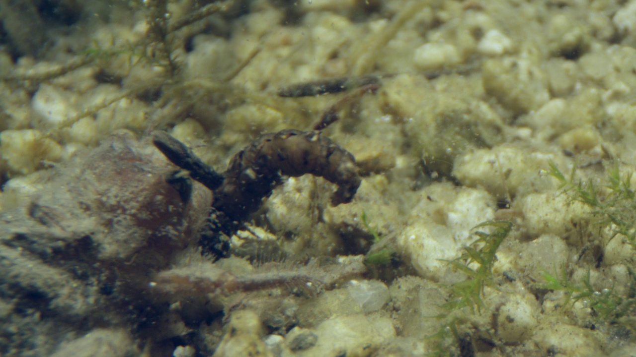 三叶Anotogaster siboldii的幼虫吃侧水蜱幼虫(Luciola lateralis)视频素材