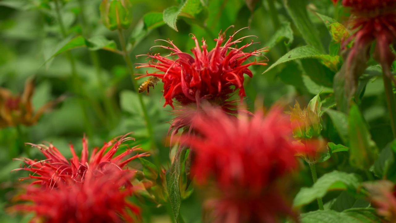 蜜蜂在Monarda采蜜(horsemint)视频素材