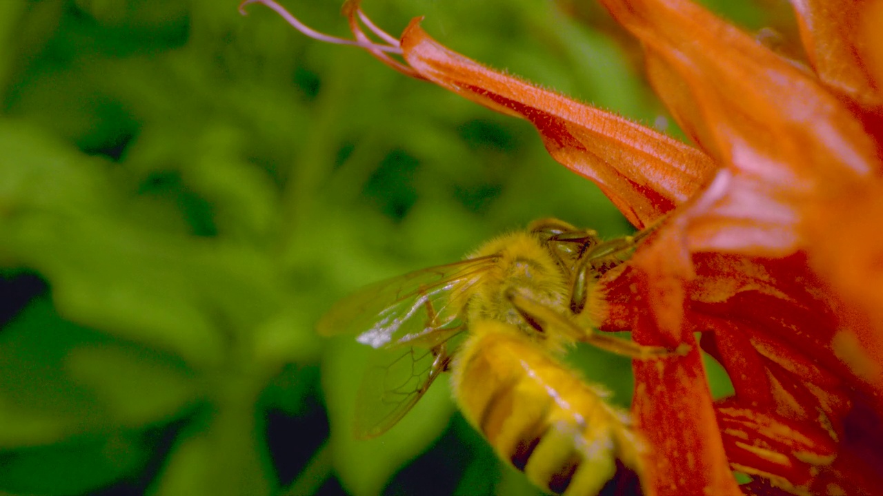 蜜蜂在Monarda采蜜(horsemint)视频素材