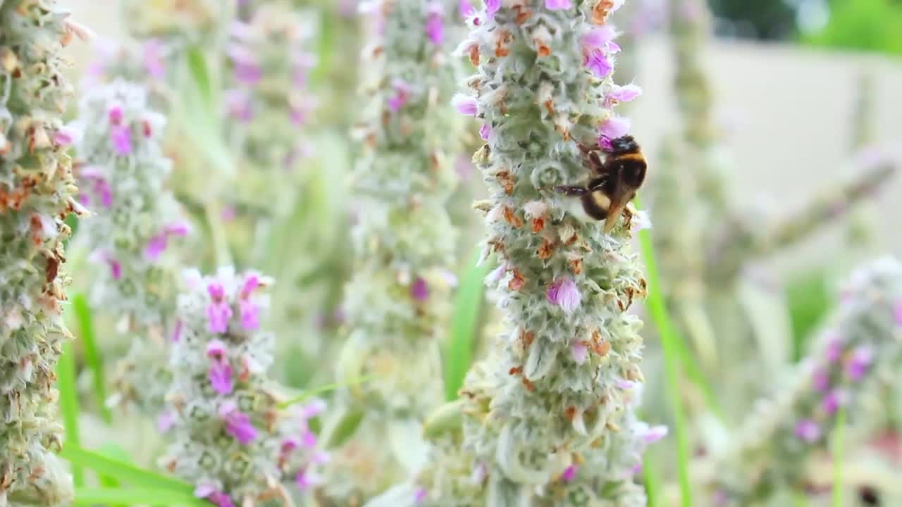 大黄蜂为花授粉视频素材