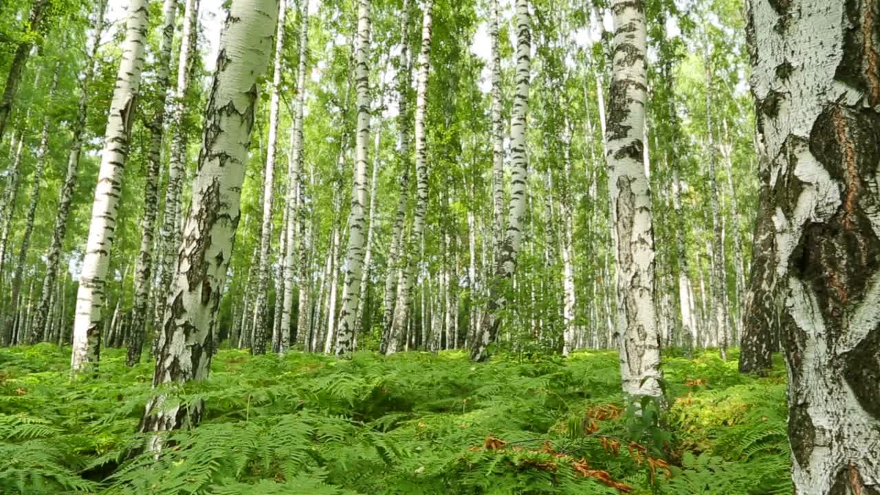 漂亮的夏季桦树森林-滑动摄影车拍摄视频素材