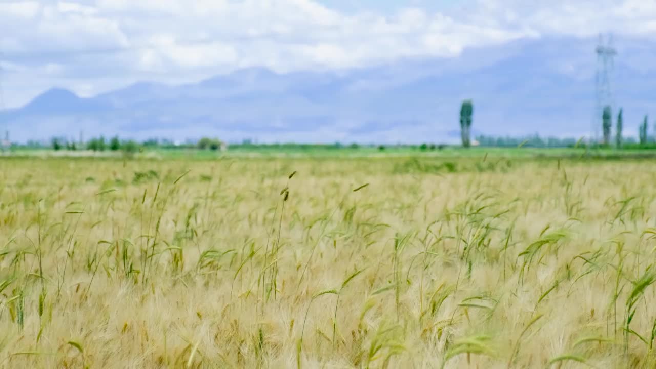 小麦谷物-麦田视频素材