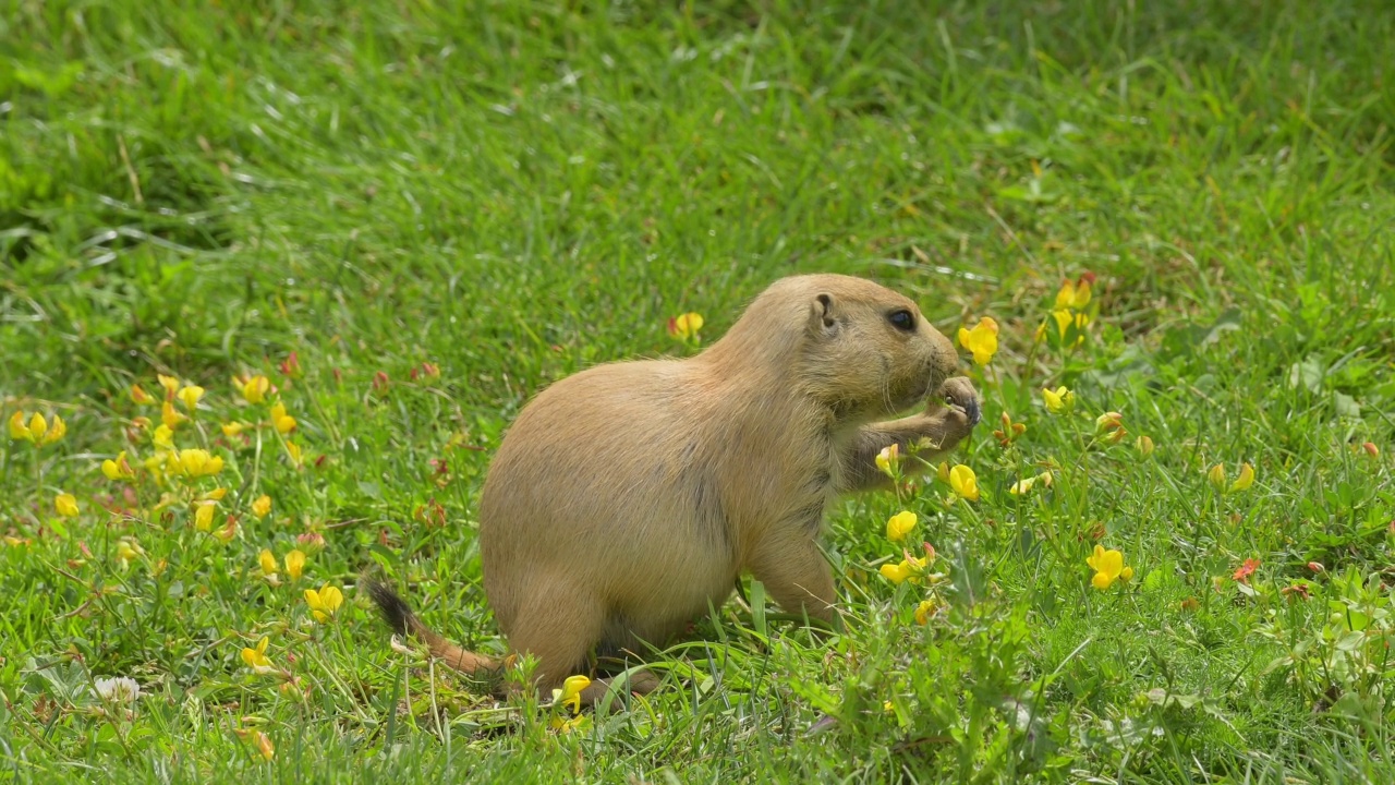 黑尾草原土拨鼠(Cynomys ludovicianus)，在草地上视频素材