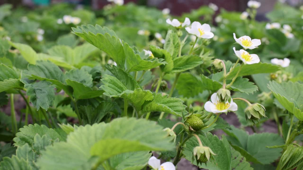 带花的草莓植物。农业、园艺的概念。视频素材