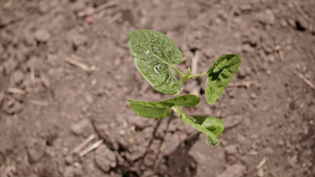 在干燥肥沃的土地上新种植的蔬菜幼苗。视频素材