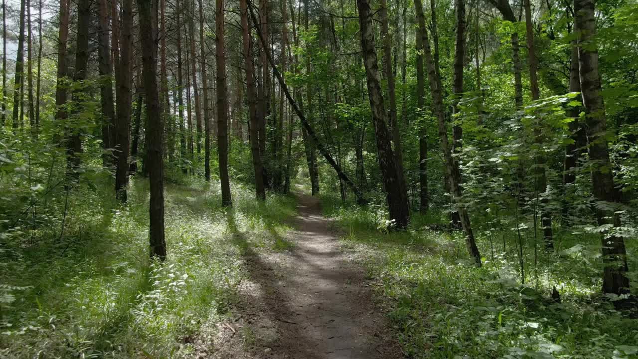 夏日森林中的小径视频素材