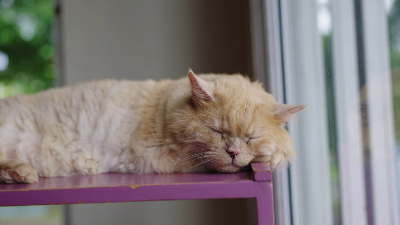 一只橙色的老猫在窗边的架子上睡得很香。视频素材