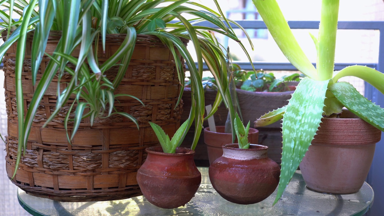 随着春天的到来，在家里的阳台上园艺——小多肉植物随着夏天的到来而诞生——园丁手捧花盆——拯救地球的理念，走向绿色视频素材