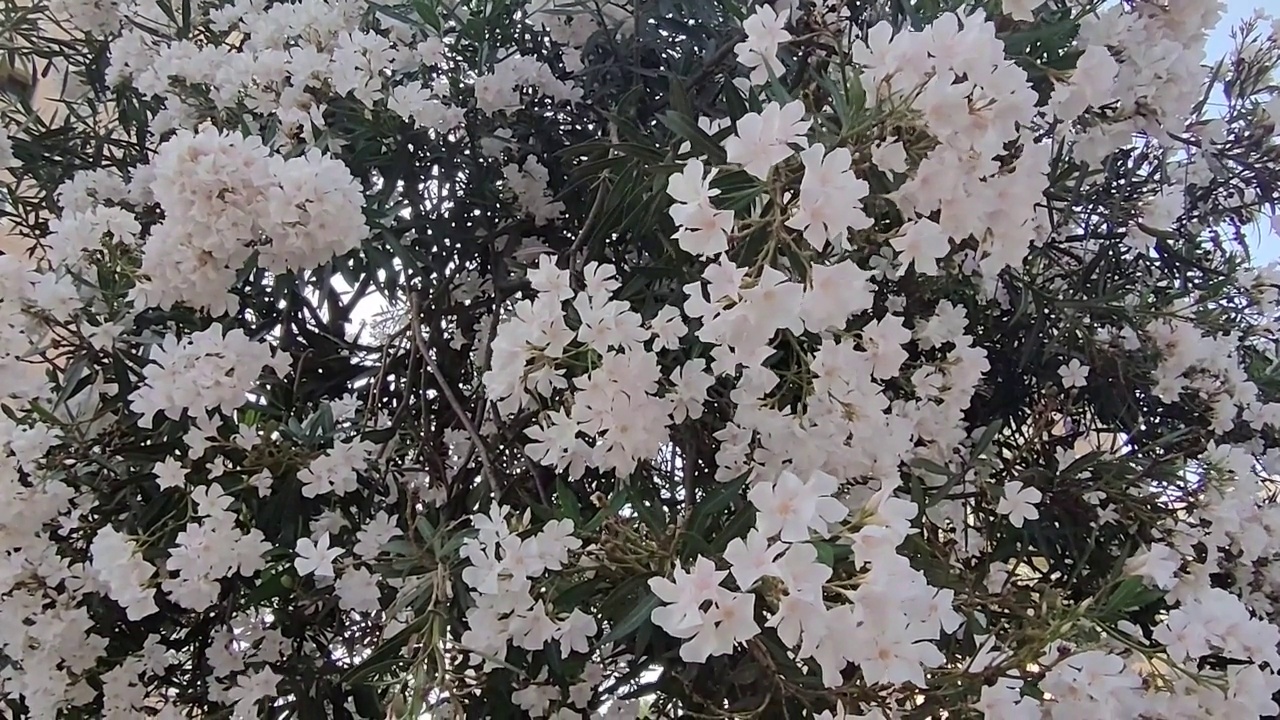 春天的花儿在风中摇曳视频下载