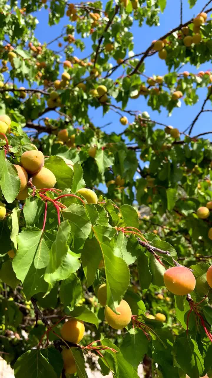 花园里的杏树视频素材