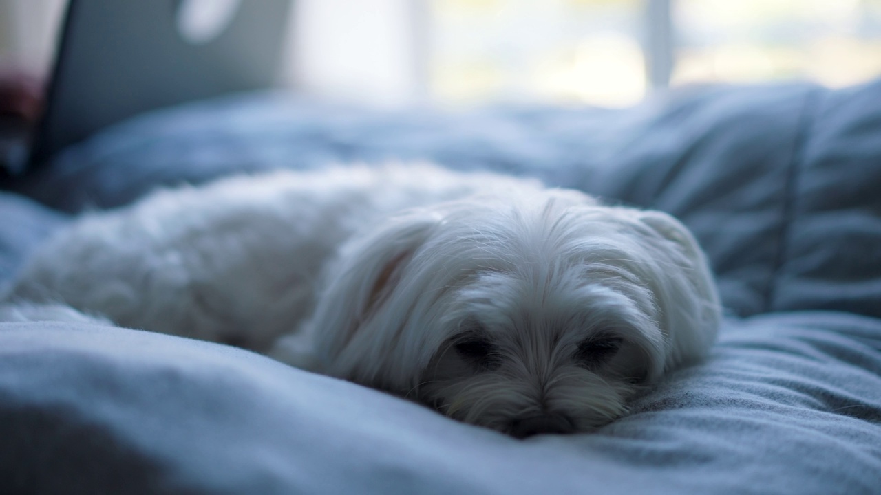 可爱的马耳他犬躺在沙发上的毯子几乎睡着了视频素材