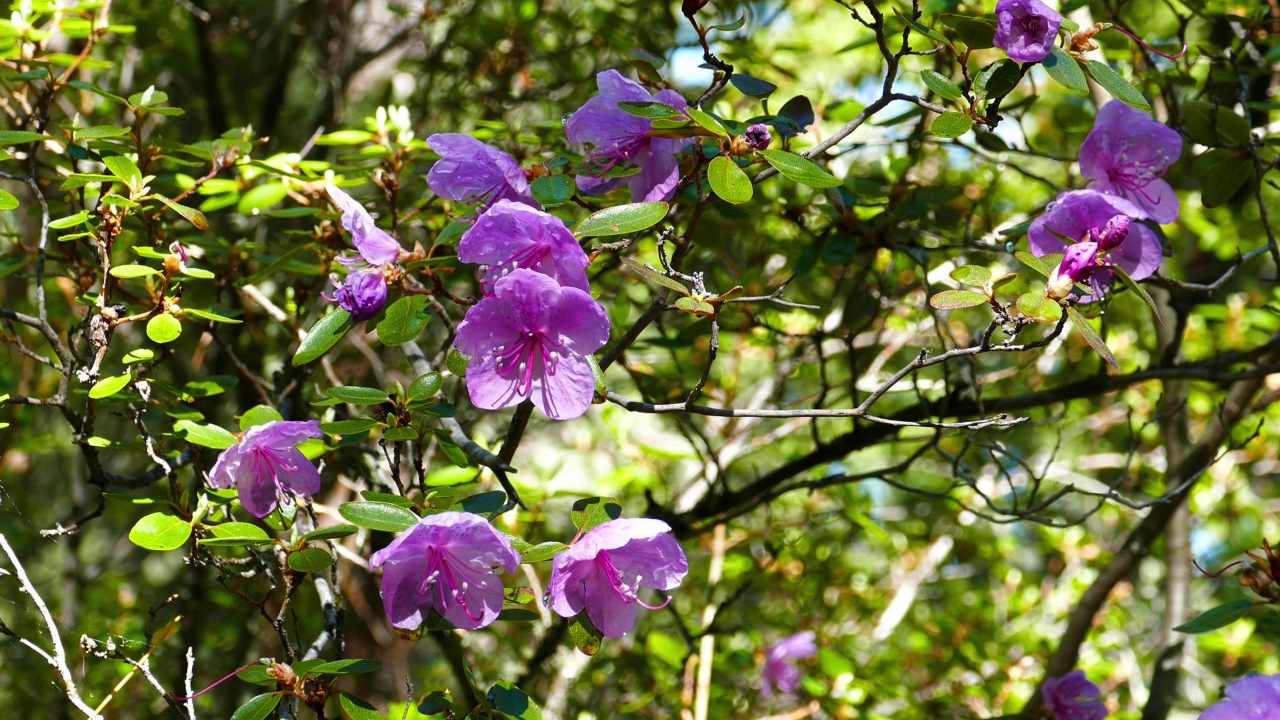 杜鹃花闭合视频素材