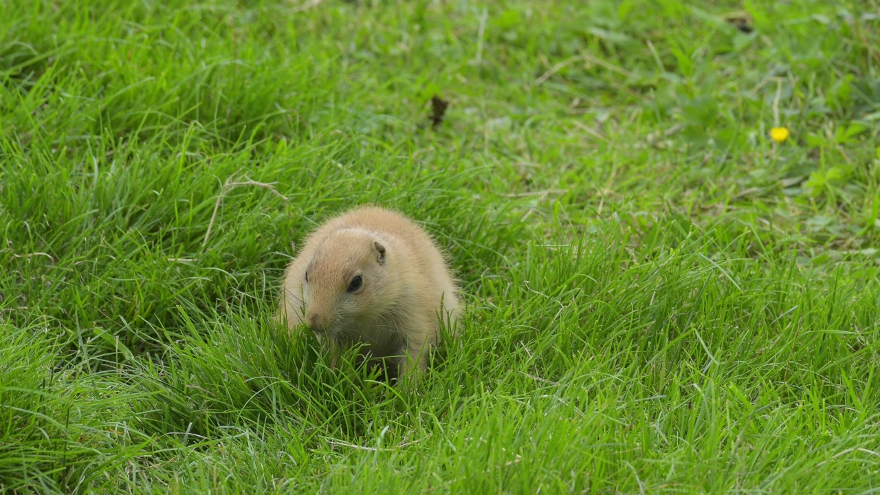 黑尾草原土拨鼠(Cynomys ludovicianus)，在草地上视频素材