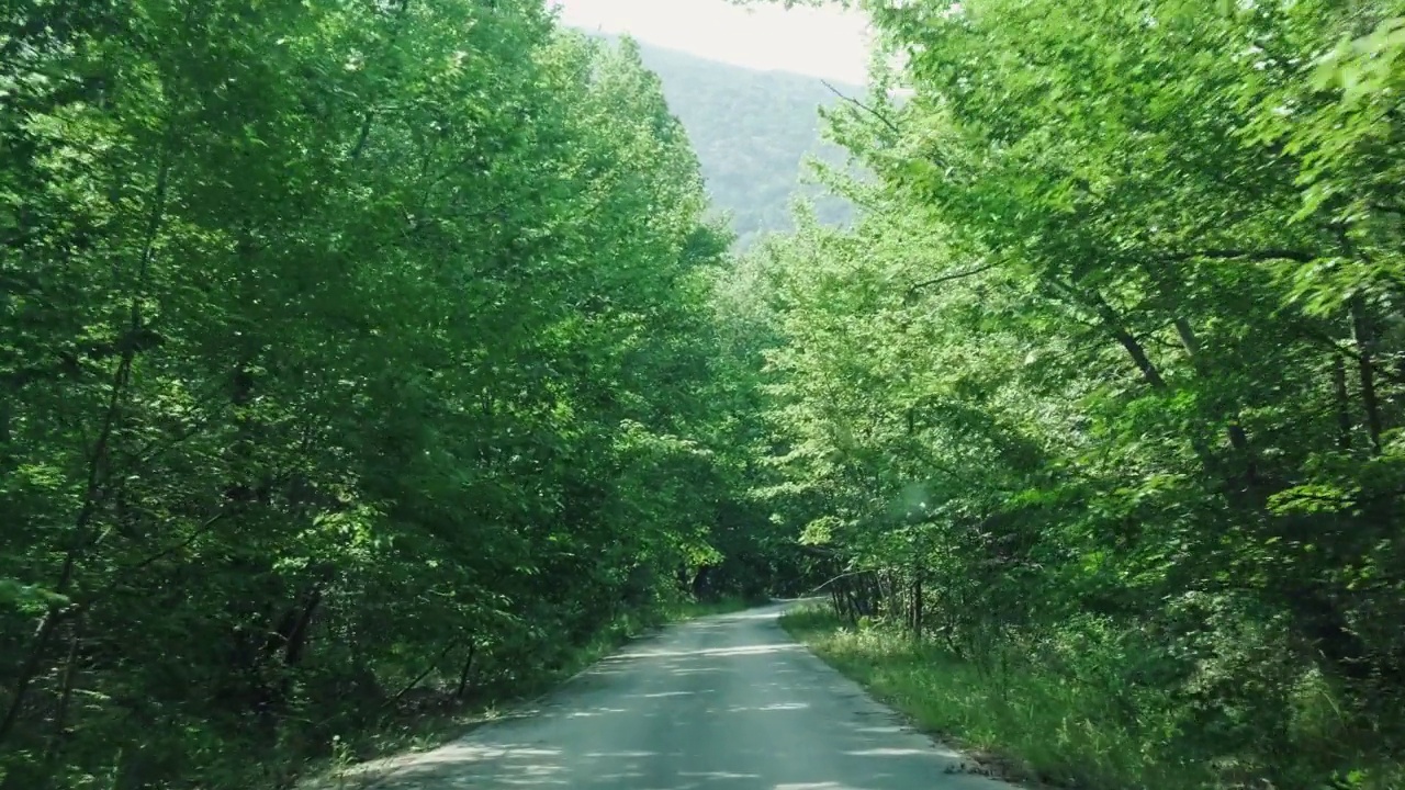 森林中狭窄的道路。视频素材