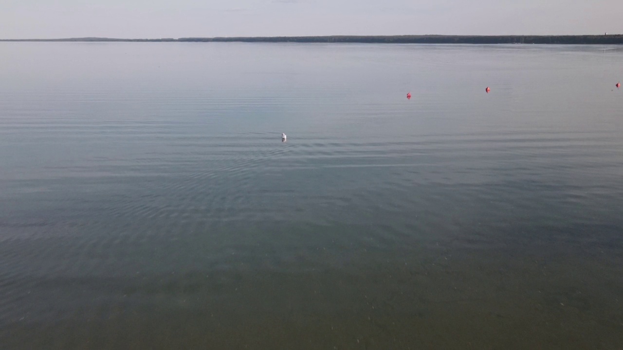 夏天天鹅在湖里游的全景。漂浮在水面上的天鹅的总体计划。鸟瞰图。视频素材