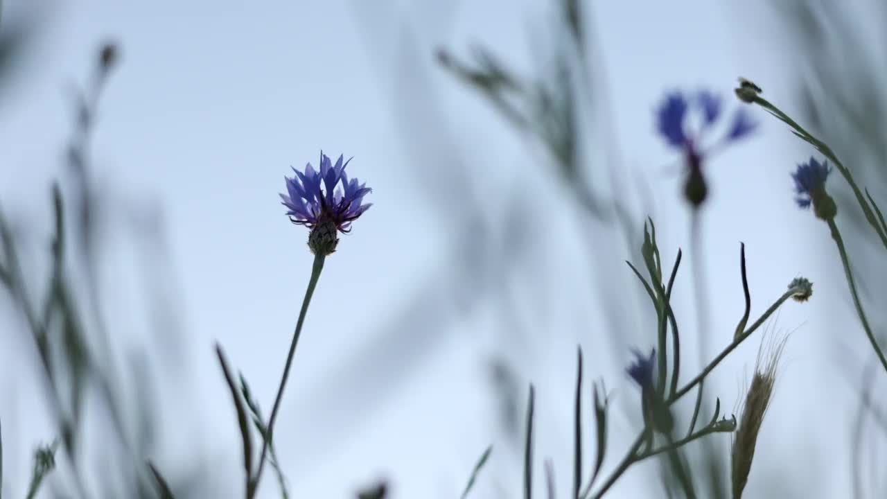 美丽的紫蓝色矢车菊在夏日天空的映衬下随风摇曳。夏日田野里的野花视频素材