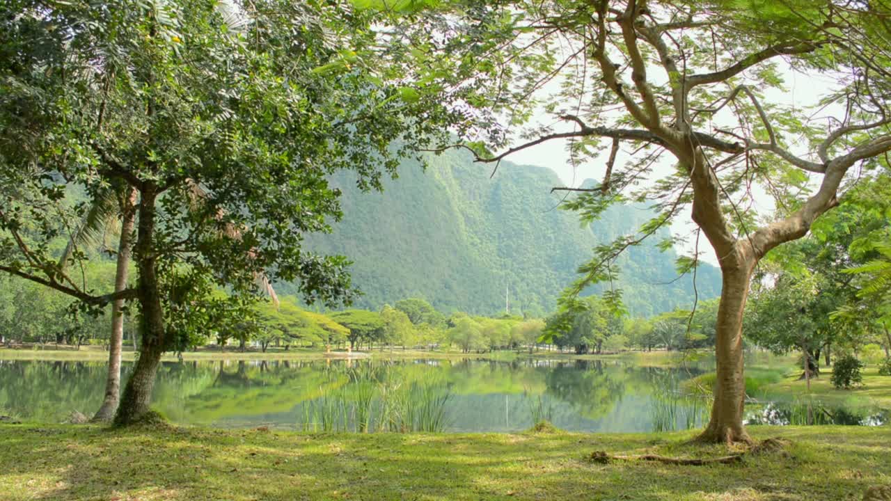 夏日清晨阳光下的公园自然池塘景观。视频素材