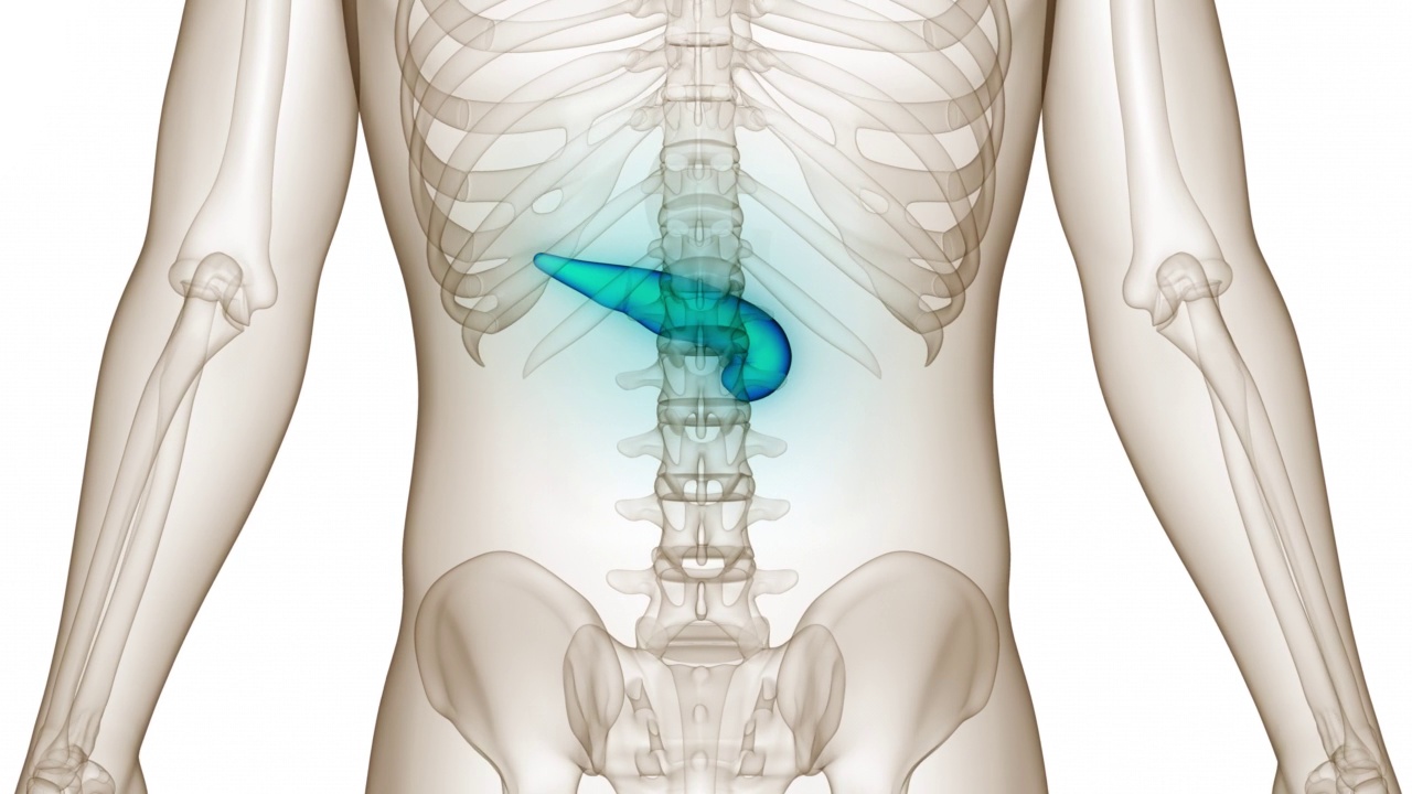 人体内脏器官胰腺解剖动画概念视频素材