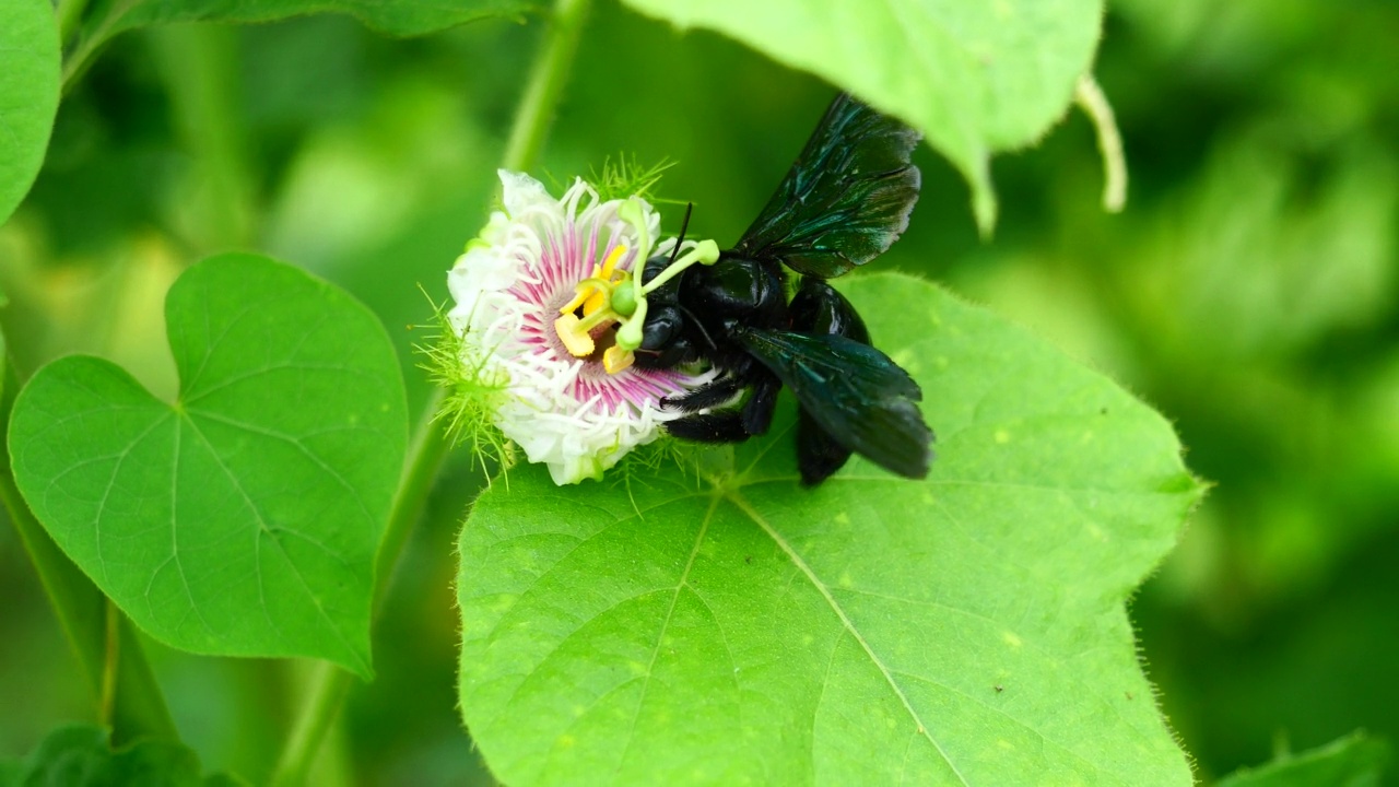 在白花上寻找花蜜的印度斑蜂或紫罗兰木蜂视频素材