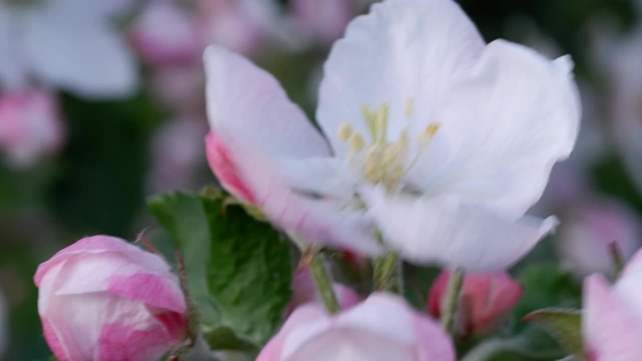 白粉色的苹果树花，特写。春天开花果树在花园里视频素材