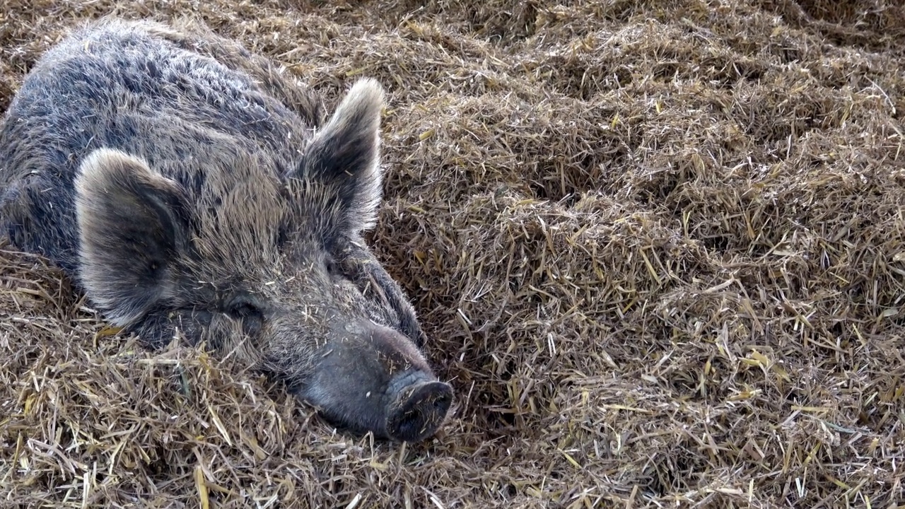 野猪(Sus scrofa)躺在稻草上视频素材