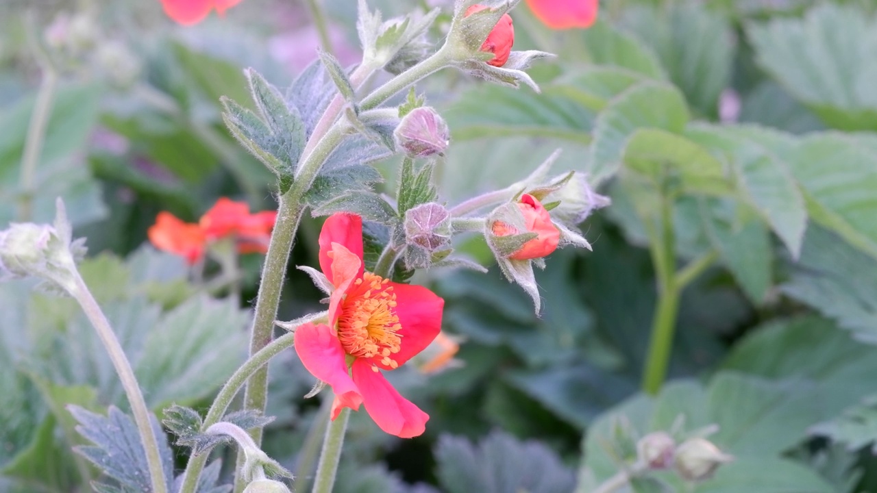 琴或欧芬橙花，特写视频素材