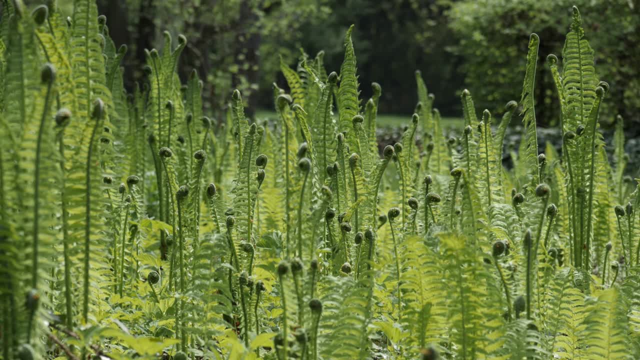 一片蕨类植物在风中摇曳视频素材