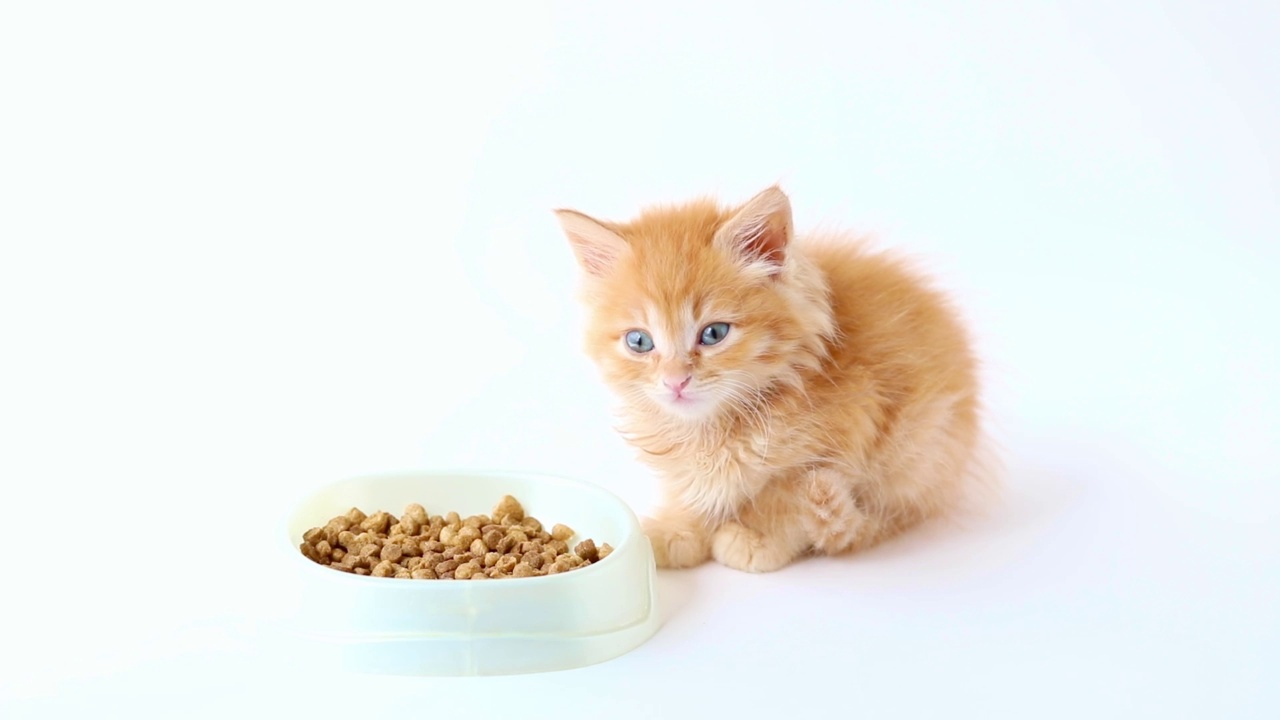 灯光背景下，一只橙色的小猫咪坐在一碗食物旁边视频素材