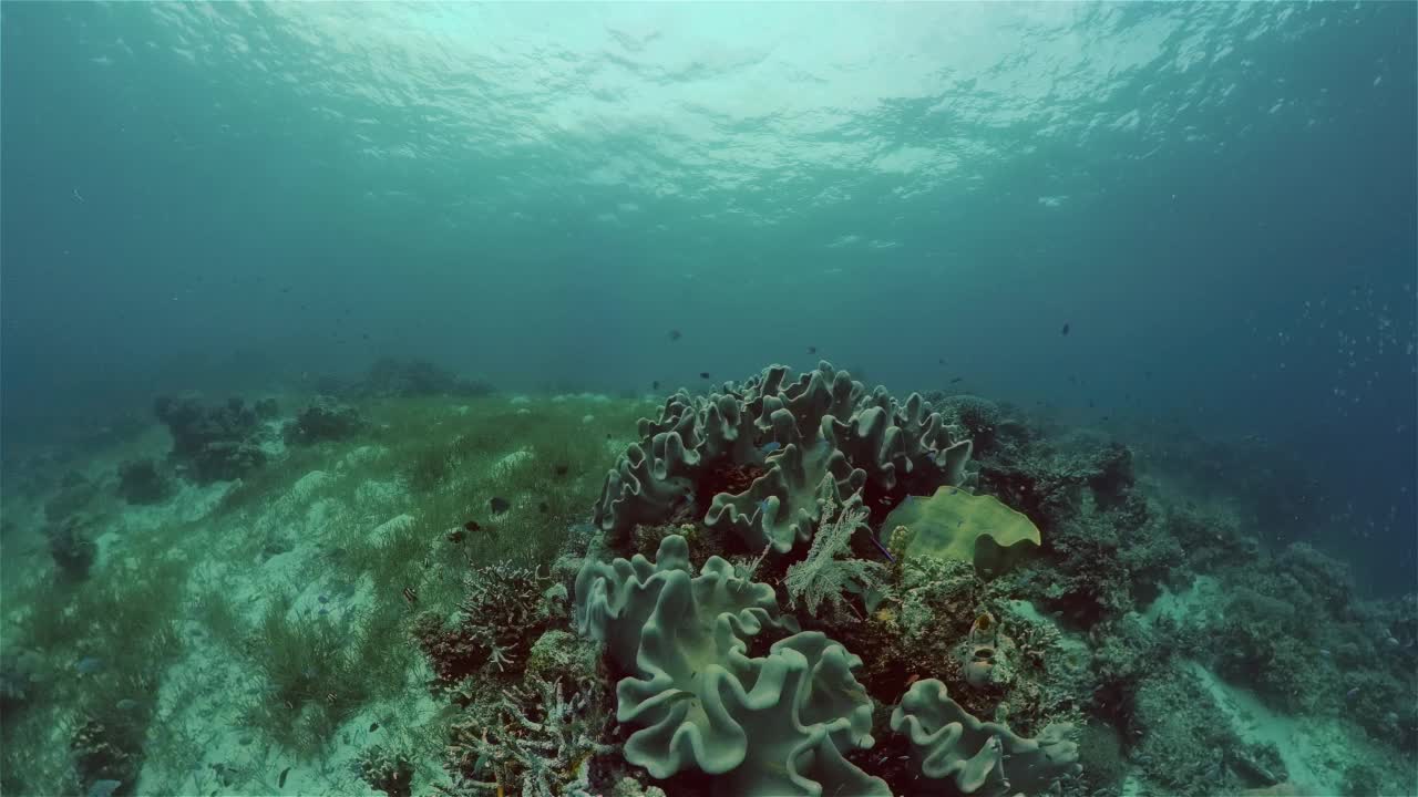 水下珊瑚礁和热带鱼。菲律宾。视频素材