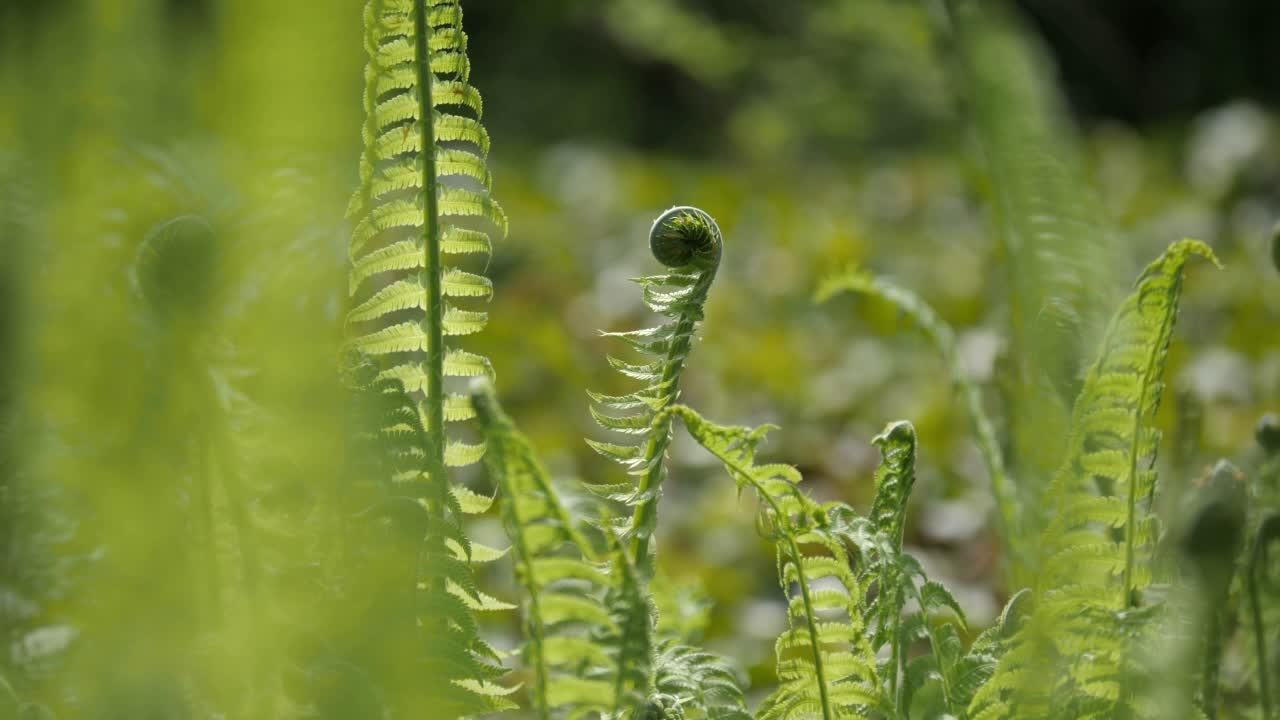 田间卷曲的蕨类植物。视频素材