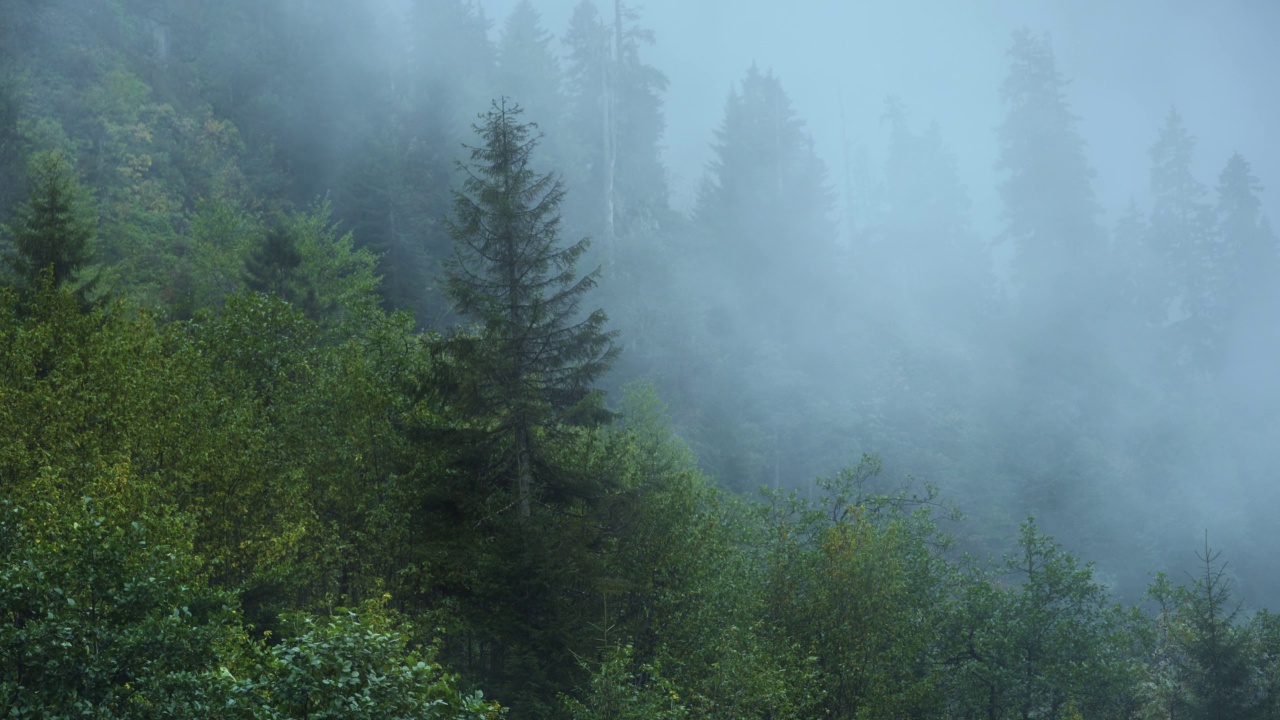 暗神秘雨朦胧松林，晨雾缭绕山谷视频素材