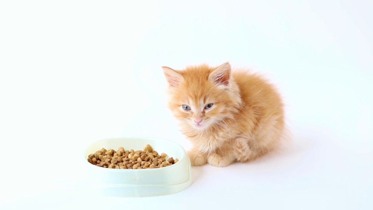 一只橙色的小猫咪坐在一碗食物旁边的浅色背景上睡着了视频素材